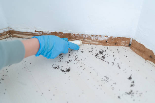 Best Flea Control Services  in West Baraboo, WI